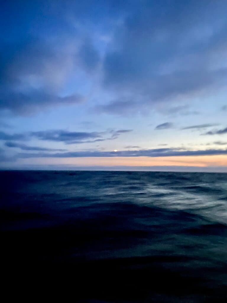 Fastnet August 2025 : Seabird NITBY awarded — image 10