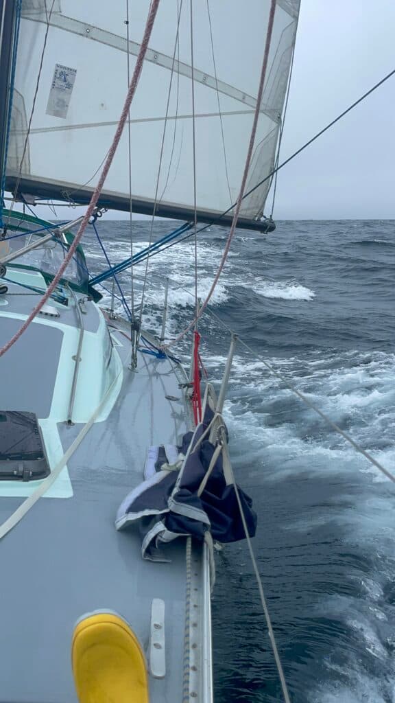 Fastnet August 2025 : Seabird NITBY awarded — image 13
